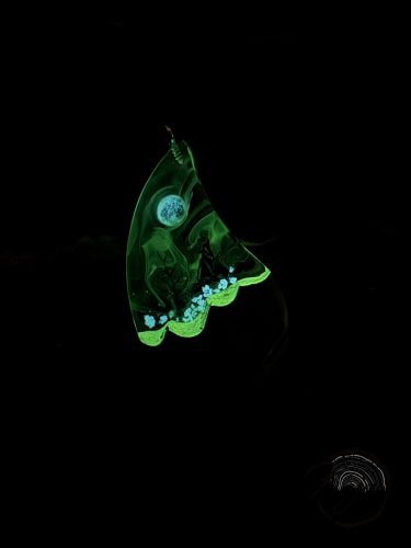 Farkas a holdfénynél